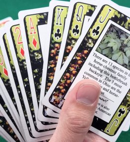 various buckeye playing cards
